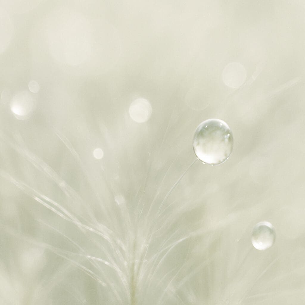 20250412_0152_Dewy Plant Hairs_simple_compose_01jrkm8mnjecesrdh1aa3wxgqb 20250412_0152_Dewy Plant Hairs_simple_compose_01jrkm8mnjecesrdh1aa3wxgqb